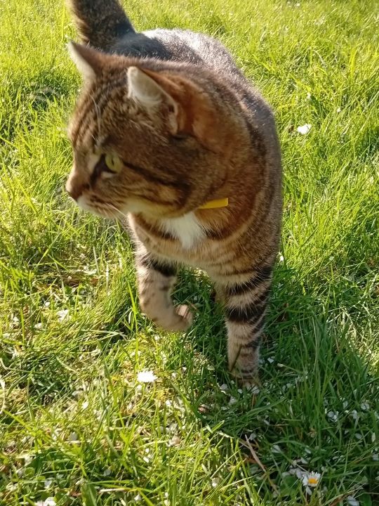 Les Maîtres des Lieux — Trois chats et un chien, mes animaux, vivent sur la propriété. Habitués à la présence des voyageurs, ils peuvent venir à votre rencontre dans le jardin et réclamer quelques caresses. Ils font partie de la vie du Moulin et se promènent librement sur le site. Les Maîtres des Lieux — Trois chats et un chien, mes animaux, vivent sur la propriété. Habitués à la présence des voyageurs, ils peuvent venir à votre rencontre dans le jardin et réclamer quelques caresses. Ils font partie de la vie du Moulin et se promènent librement sur le site.