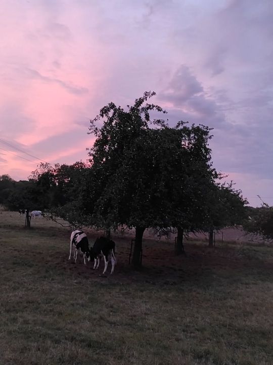 Les Voisines du Moulin — les vaches des prairies voisines entourent la propriété et font partie du paysage quotidien du Moulin. Les Voisines du Moulin — les vaches des prairies voisines entourent la propriété et font partie du paysage quotidien du Moulin.