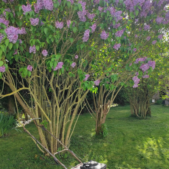 Le Jardin du Moulin — L'espace extérieur<br />Un jardin ouvert et agréable pour profiter du plein air, prendre un café, laisser les enfants jouer ou simplement s'installer au calme entre deux moments partagés. Le Jardin du Moulin — L'espace extérieur<br />Un jardin ouvert et agréable pour profiter du plein air, prendre un café, laisser les enfants jouer ou simplement s'installer au calme entre deux moments partagés.