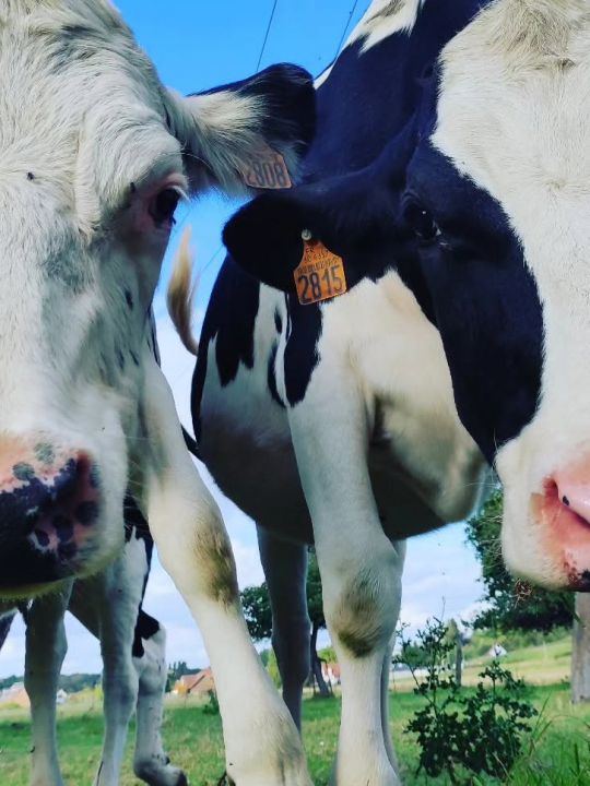 Les Voisines du Moulin — Les vaches des prés<br />Les prairies qui entourent le Moulin sont aussi le domaine de nos voisines à quatre pattes. Les vaches font partie du paysage quotidien et ajoutent une jolie touche champêtre à la vie du Moulin. Les Voisines du Moulin — Les vaches des prés<br />Les prairies qui entourent le Moulin sont aussi le domaine de nos voisines à quatre pattes. Les vaches font partie du paysage quotidien et ajoutent une jolie touche champêtre à la vie du Moulin.